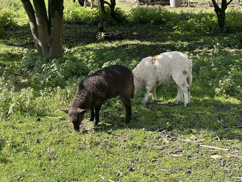 Ovelha- borrego criado em liberdade