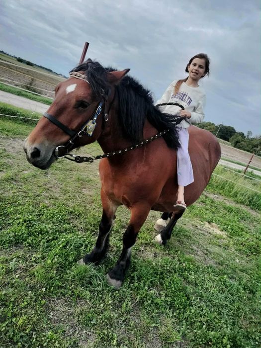 Sprzedam klacz zimnokrwistą w typie Sztumskim