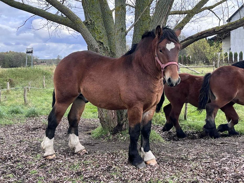 Roczne ogierki zimnokrwiste po Apollon de Mairy!