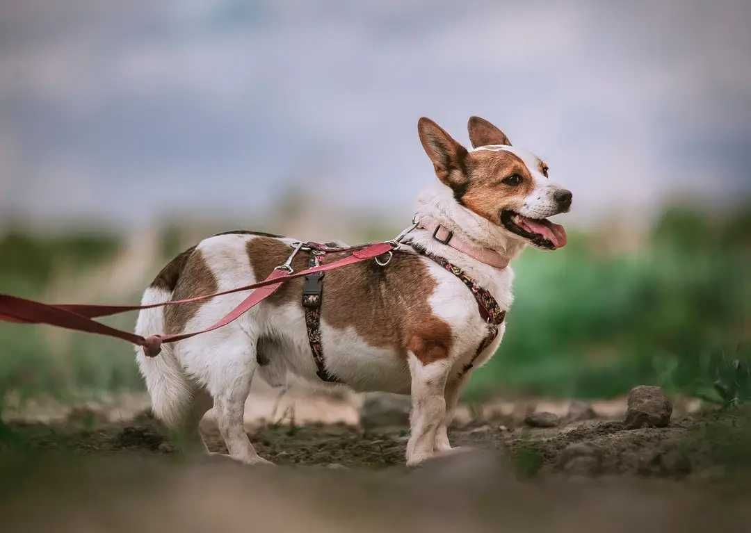 Niech życie Sticza stanie się bajką!