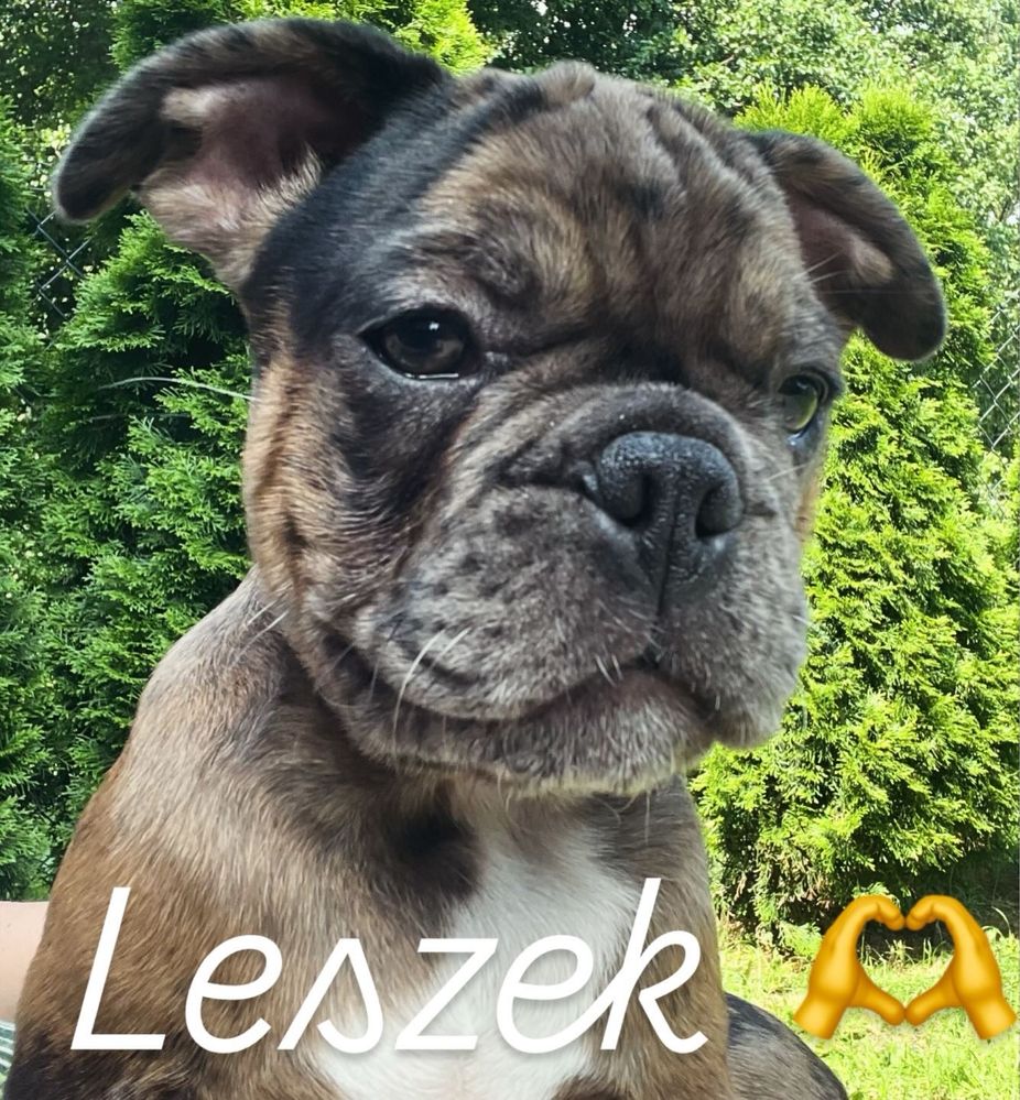 Buldog Francuski Leszek Kennel Club