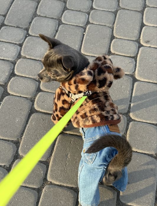 Чихуахуа вʼязка, польський родовід