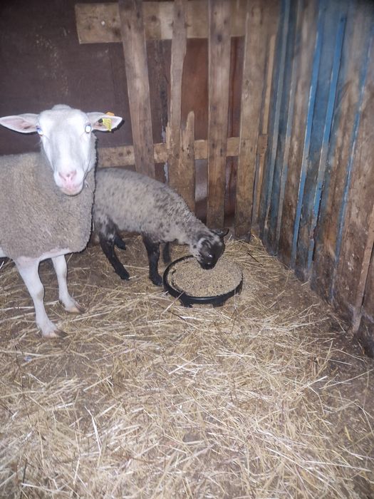 Borrega cruzada de suffolk