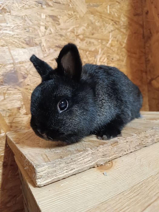 Królik karzełek-samiec
