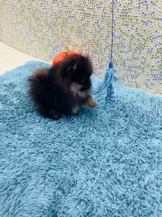 Чорно-підпалий міні хлопчик померанський шпіц