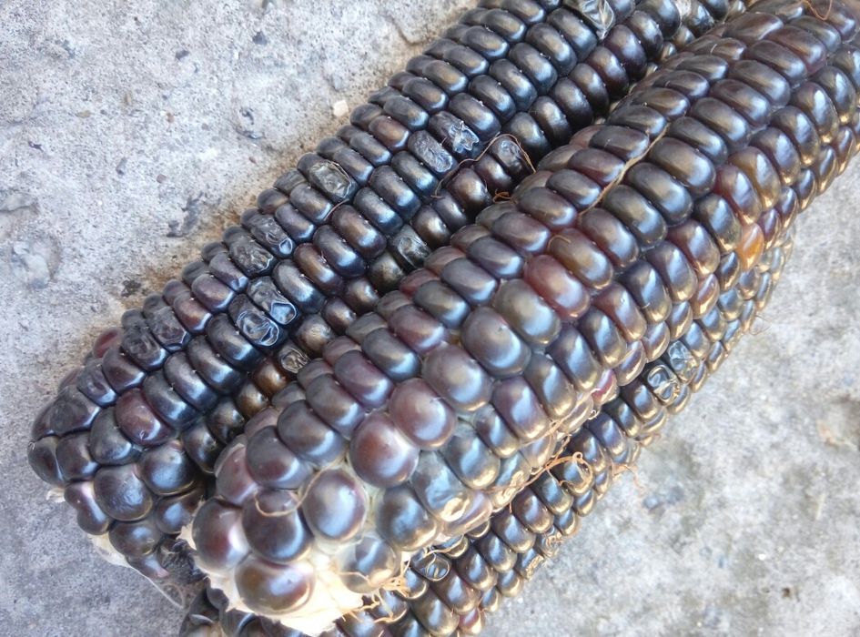 “Ацтек”кукуруза