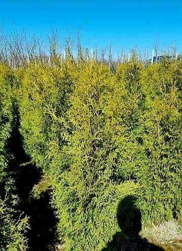 Thuja szmaragd brabant tuje tuja