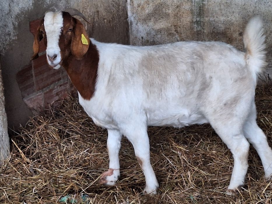Cabra Boer Pura.