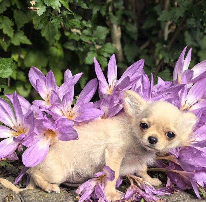 Chihuahua długowłosa - FANFAN TULIPAN