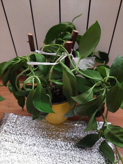 Хойя Обскура. Obscure. Растение целиком.