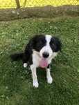 Oddam w dobre rece suczke rasy Border Collie