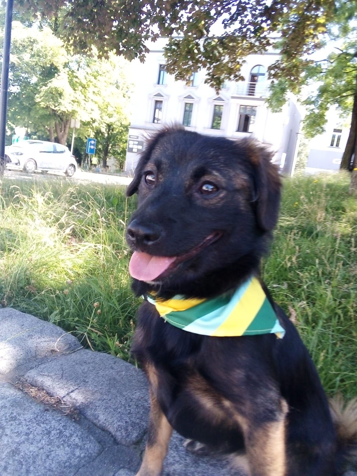 Za darmo suczka 7 MSC
