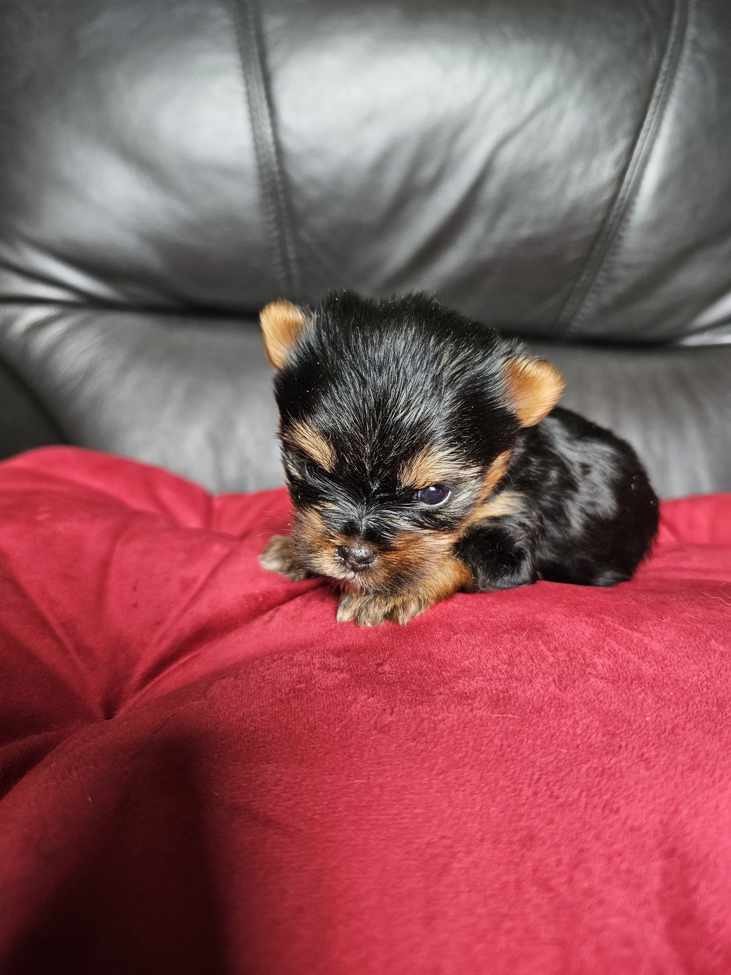York terrier carier czarny podpalany suczka