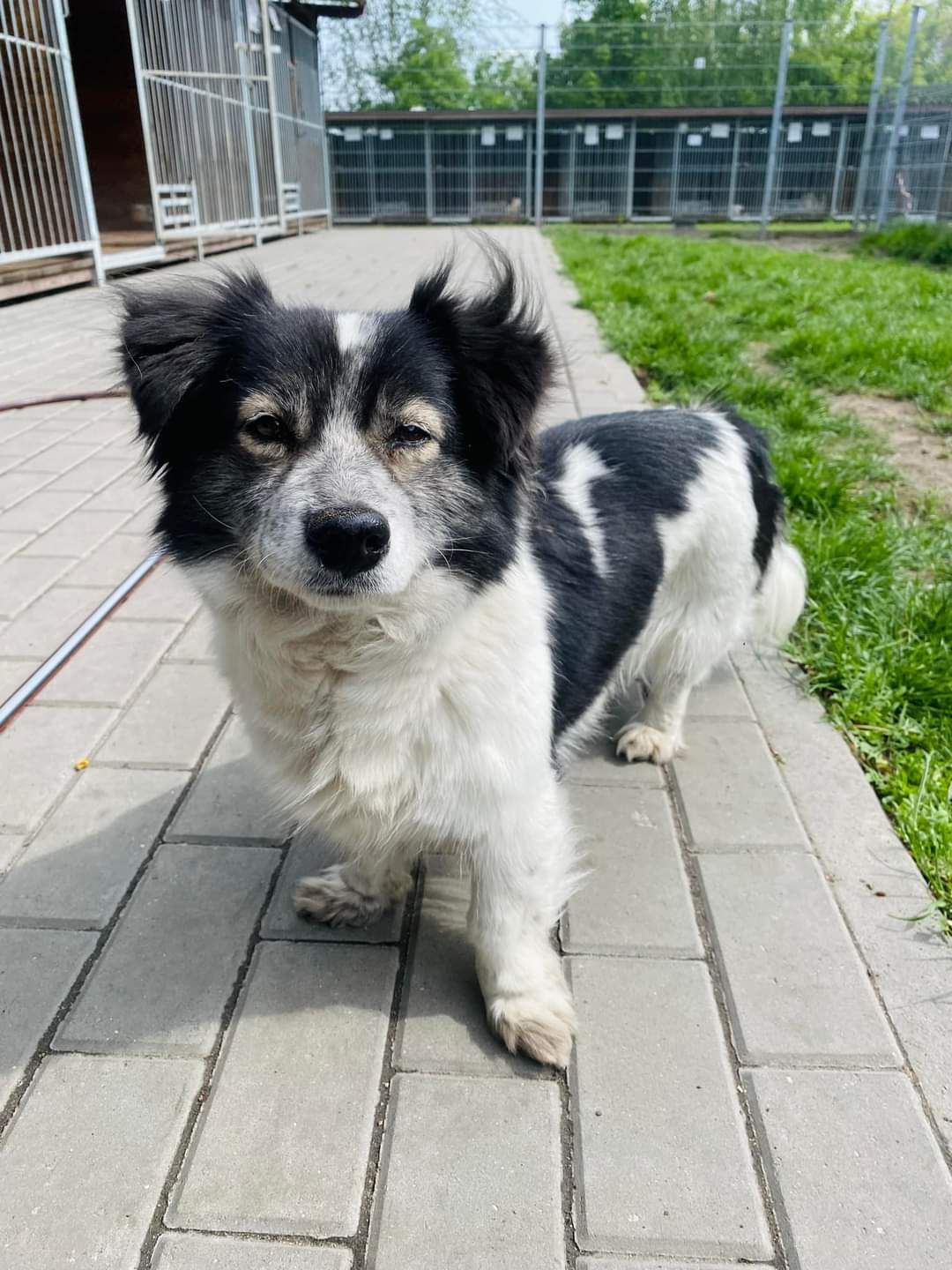 Luna ma około 6 lat i długie życie przed sobą, którego nie chce spędza