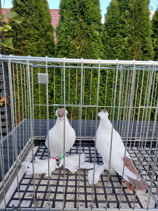 Krymki białostockie para 24r