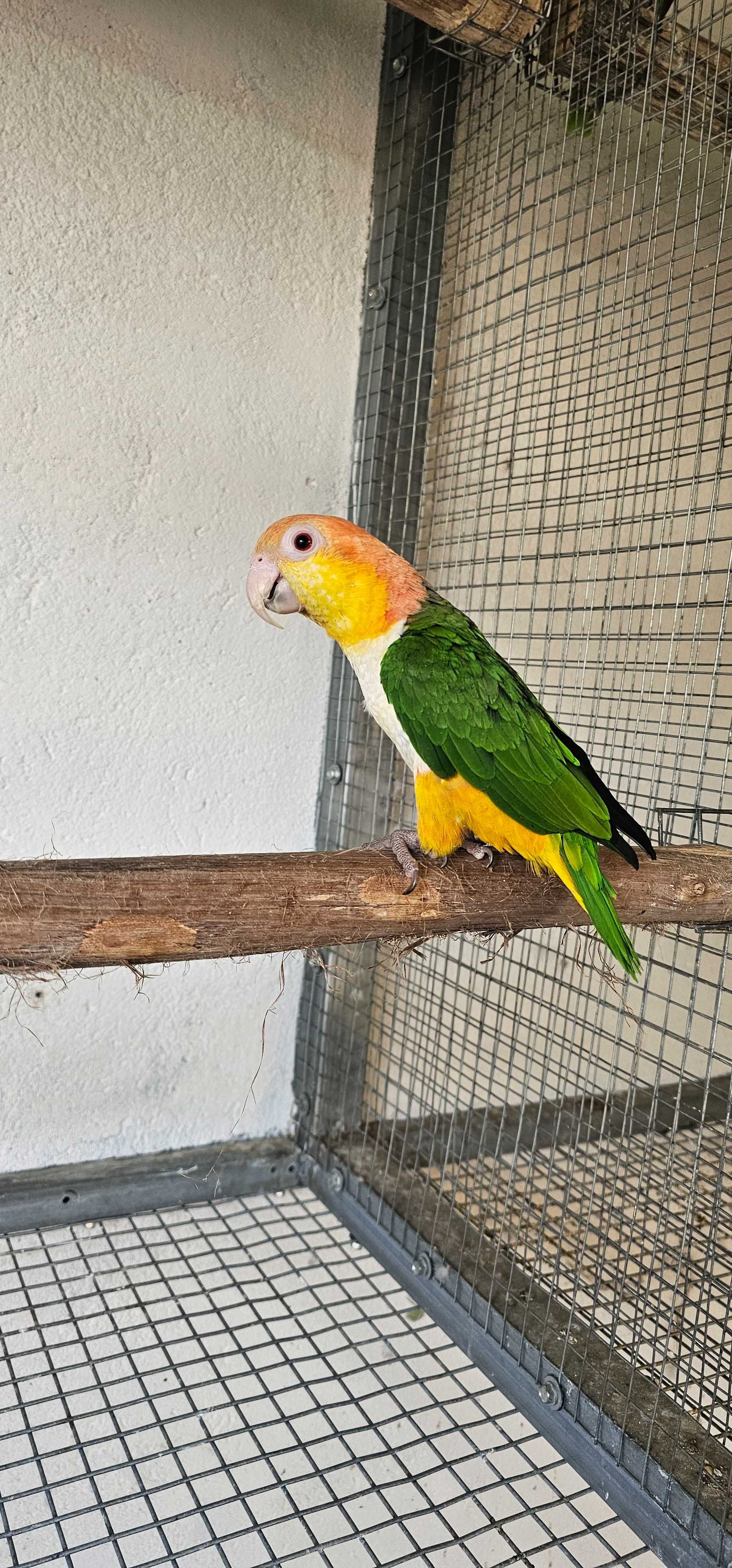 Marianinhas de cabeça amarela