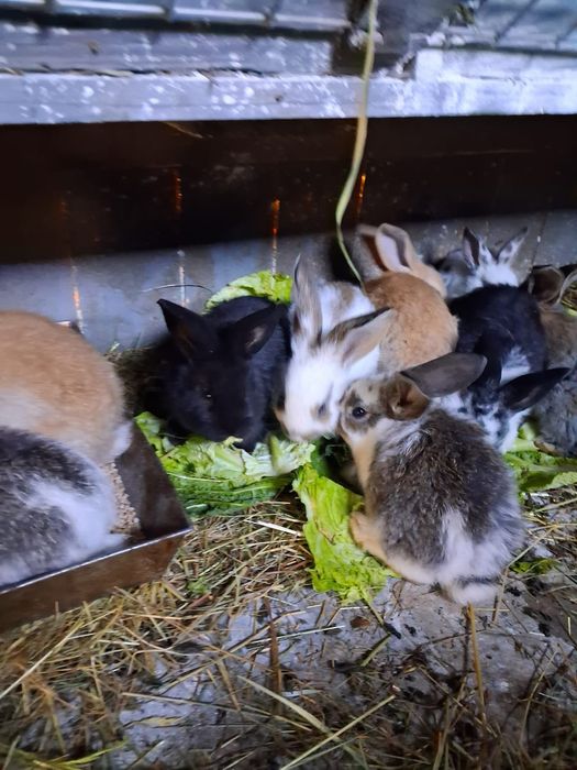 króliki belgijskie olbyrzmy