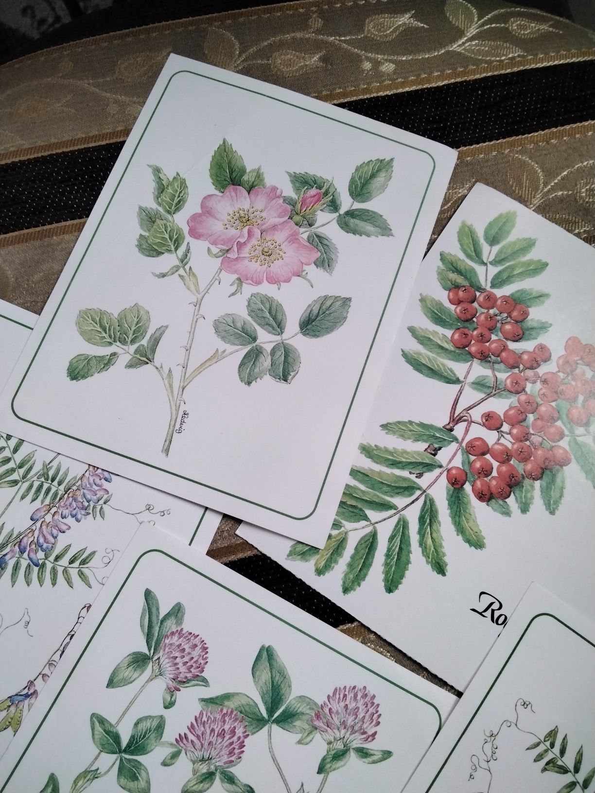 Kartki pocztówki botaniczne 6 szt