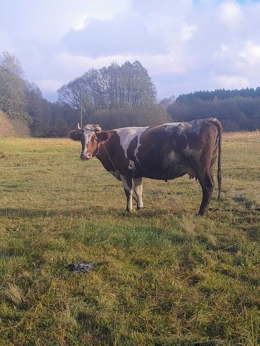 Продаю корову чотири рокі