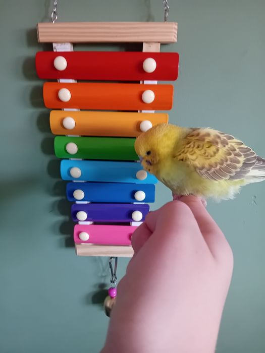 Cymbałki dla papugi , nowe !!!