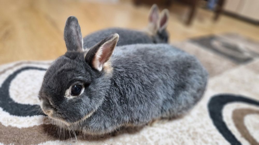 Новозеландські кролики