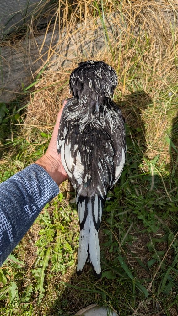 Koguty Jersey Giant, czubatka miniaturowa srebrnołuskowana