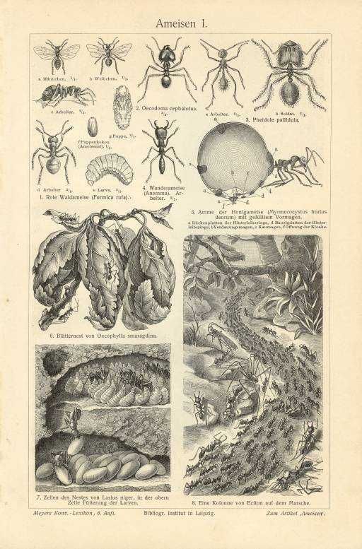 Mrówki, Mrówkojady, Pancerniki  oryginalna XIX w. grafika