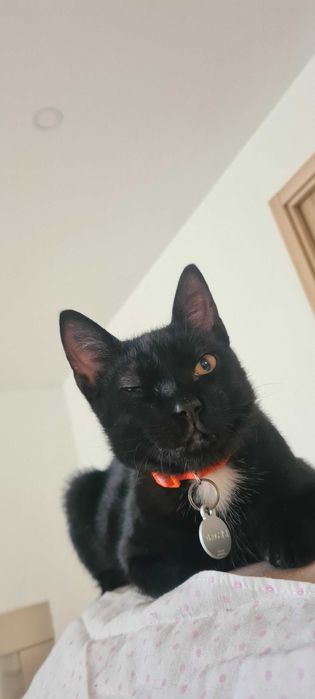 Tosquia para cães e gatos