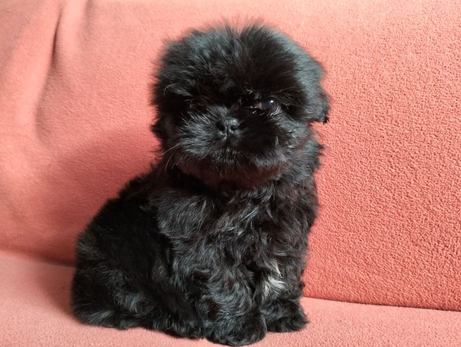 Piękna suczka  shih -tzu MINI cZARNA z rodowodem!