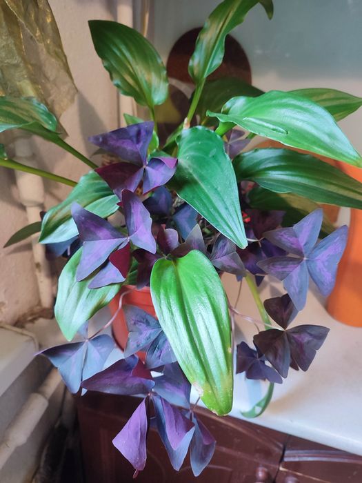 Кислица,дримиопсис.композиция