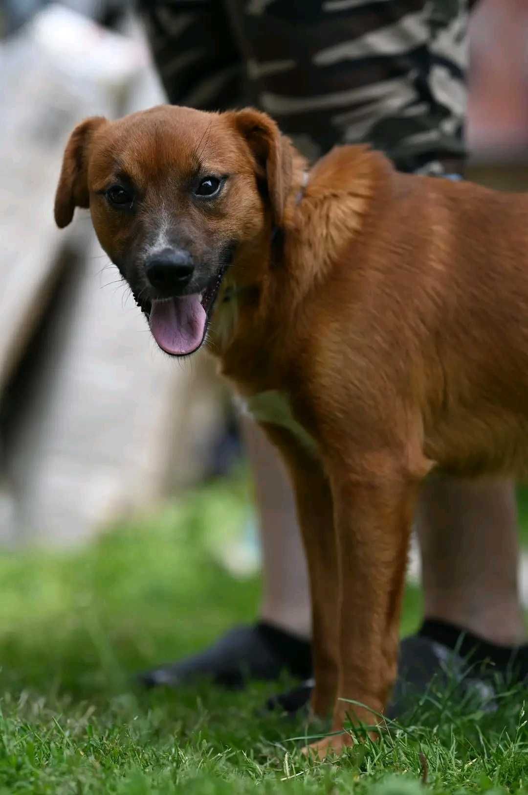 Azor- psiak do adopcji