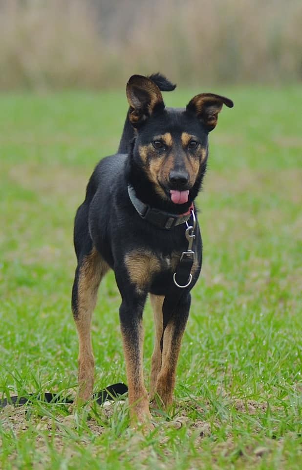 Młody przytulaśny Smyk do adopcji