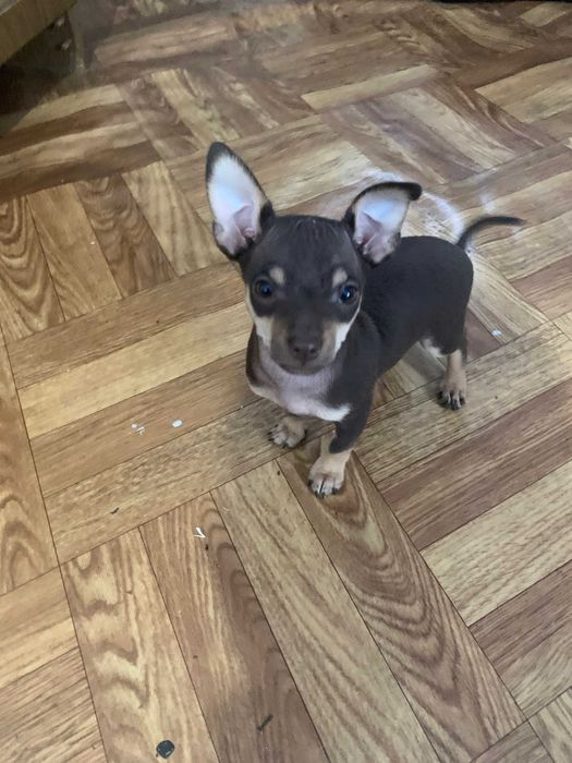 Яскраві Той-тер'єри