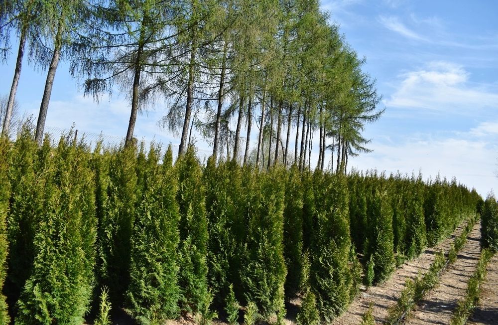 Tuje szmaragd kopane z gruntu Szkółka roślin ozdobnych Łuczywo N.Brzes