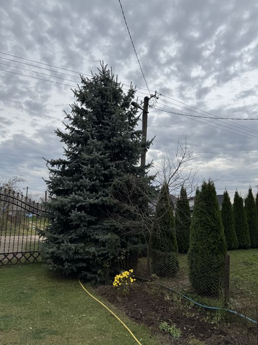 Ялинка голуба жива