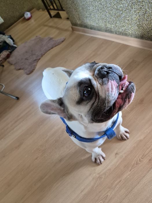 Buldog francuski