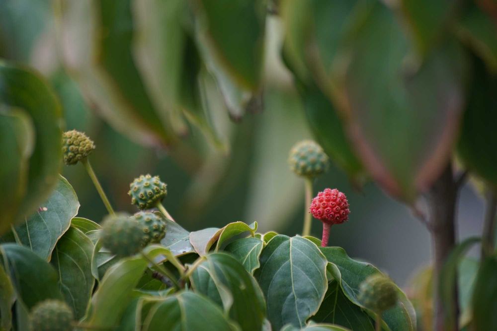 Canon EF 70-300 4.0-5.6 IS USM (із стабілізатором)