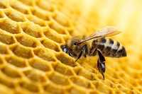 Бджолопакети карніка 2024