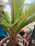 Palmeira germinada este ano