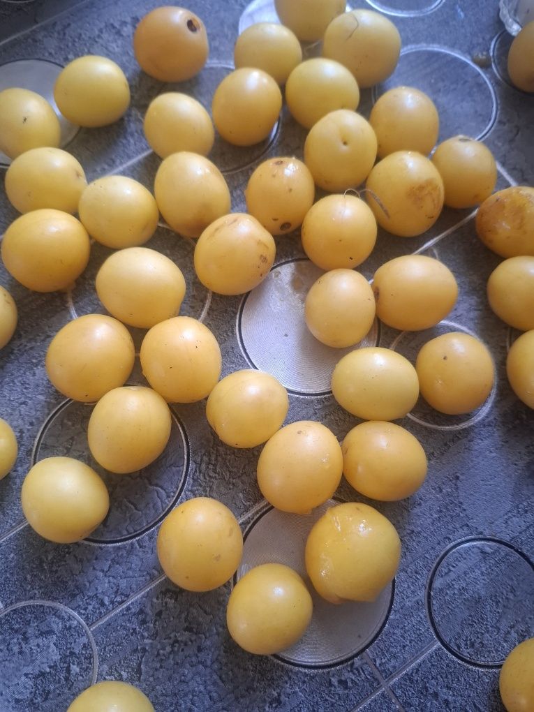 Sprzedam mirabelki 5zl za kg