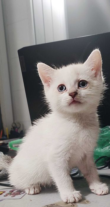 Білий хлопчик котеня