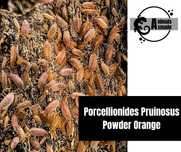 Isopody Porcellionides Pruinosus Powder Orange