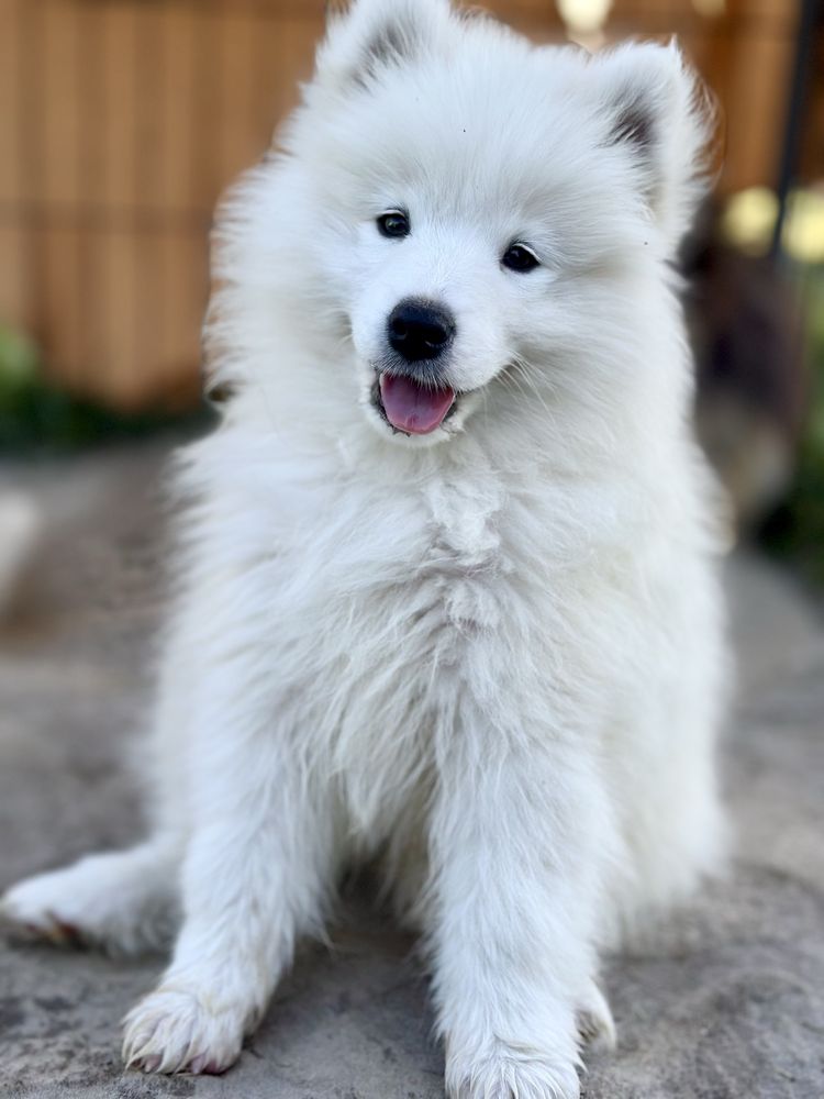Suczka Samoyed - już do odbioru !
