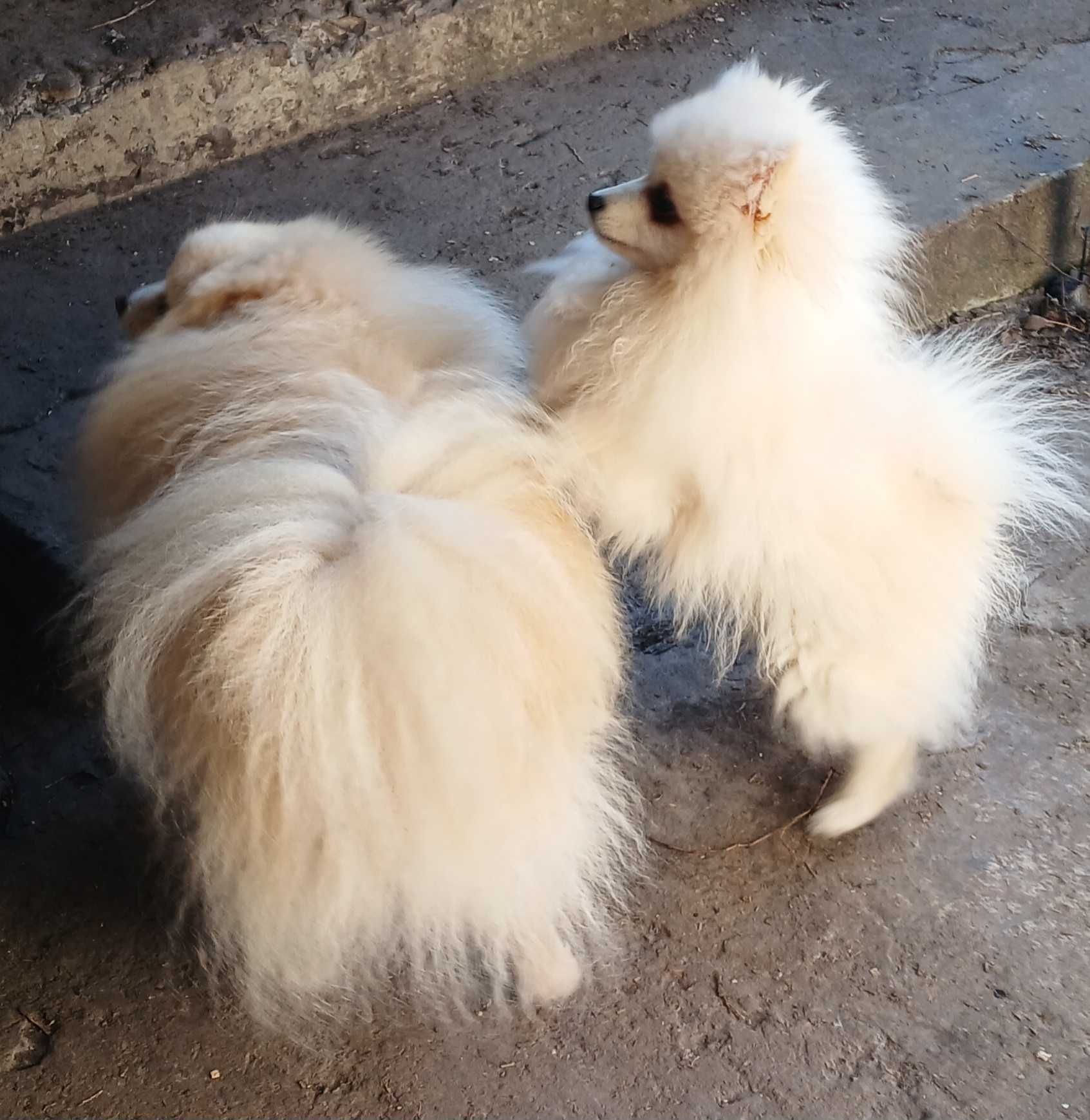 Продам щенка немецкого шпица ( мини)