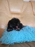 Suczka Czarna shih-tzu