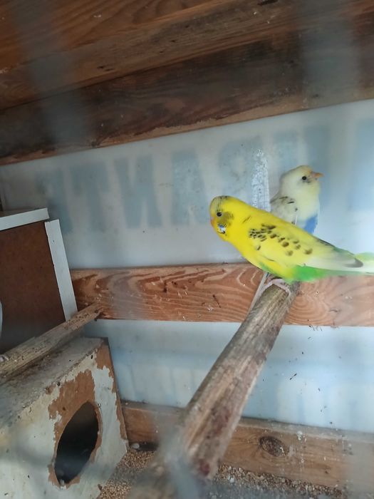 Vendo piriquitos australianos aves 2024