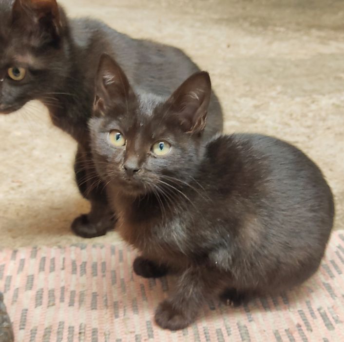 Dois Gatinhos para Adoção Responsável!!