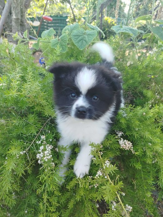 Cachorro macho Sptiz