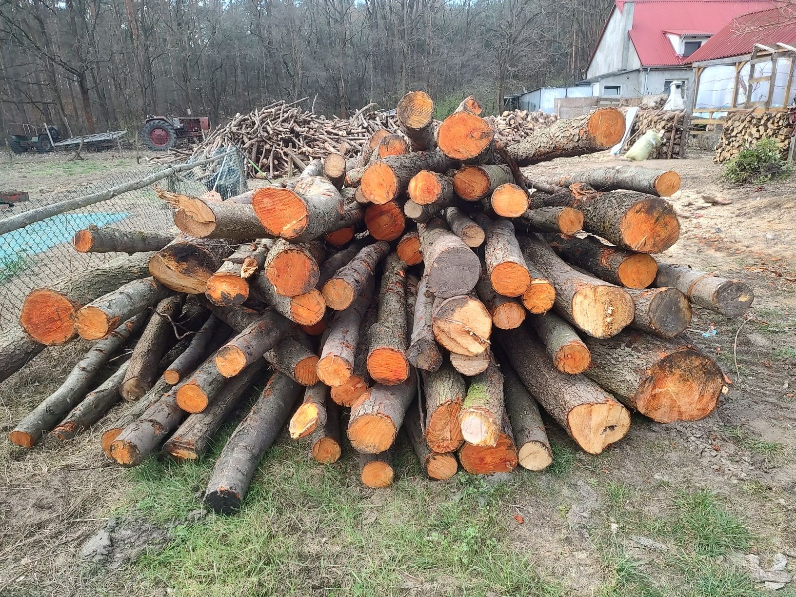 Sprzedam drzewo olcha akacja sosna