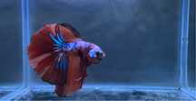 Macho Betta Koi Nemo Halfmoon